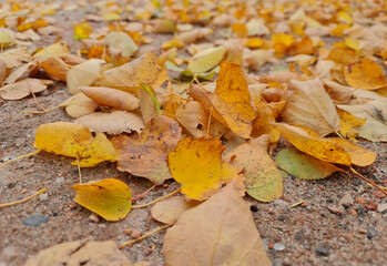 The Autumn leaves close-up. Colorful leaves. Leaves in the fall.