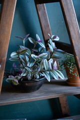 Purple tradescantia in a vintage pot on a wooden shelf
