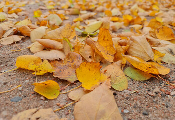 The Autumn leaves close-up. Colorful leaves. Leaves in the fall.