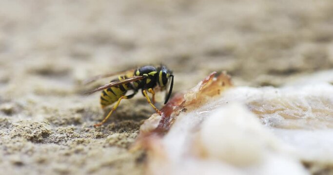 Striped wasp collecting food for larvae