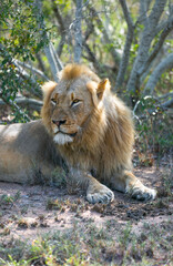 A lion in savanna. Wild animal
