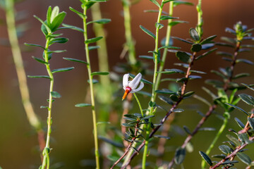 close-up of a garden flower Vaccinium macrocarpon in the garden