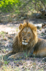 Wild lion in the natural habitat. Safari in Africa. Lions in the nature. Wildlife protection. 