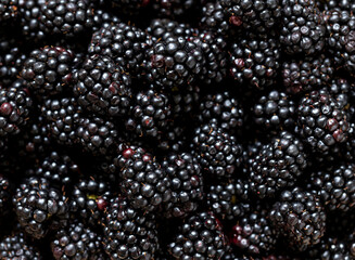  Ripe organic blackberries close up macro. Selective focus