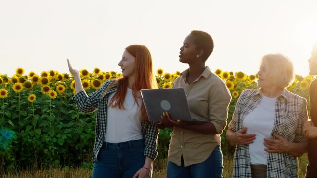 At sunset in the middle of sunflowers multiracial granddaughters together with their beautiful grandmother analysing the results of harvest from this year they looking concentrated to the sunflowers