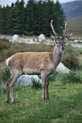 Naklejka na ściany i meble Young Deer in Glencoe
