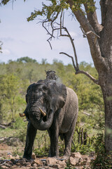 Fototapeta premium Wild animal. Safari in South Africa. African elephant at the watering hole. Kruger National Park. 