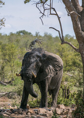 Safari in South Africa. Kruger National Park. Wild animal. African elephant at the watering hole. 