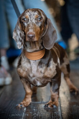 A chocolate-colored dachshund dog is worth