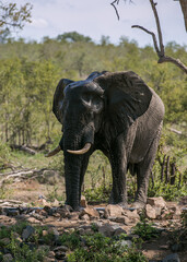 African elephant at the watering hole. Safari in South Africa. Kruger National Park. Wild animal