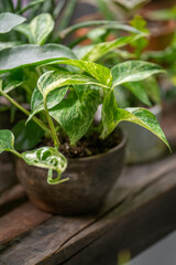 Epipremnum in a vintage pot on a wooden windowsill