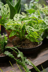 Monstera monkey in a vintage pot on a wooden windowsill