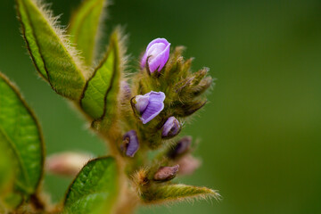 Soy flowers in sunny field. Green growing soybeans