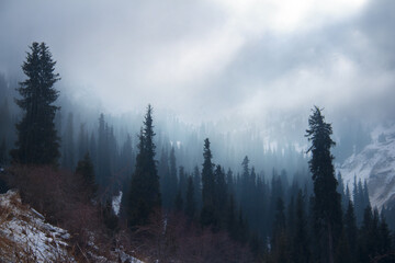 In the alpine gorge Tuyuk-Su, fir trees grow on steep snow-covered slopes, fog and clouds are low, the sun shines through the clouds, winter