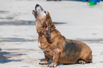 Bassett Hound howling by the side of the pool