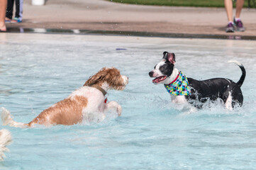 Two mixed breed dogs playing in a swimming pool