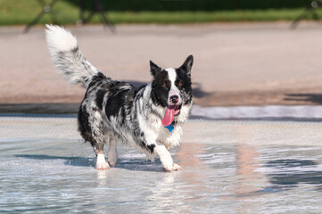 Mixed breed dog walking around the swimming pool