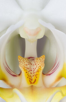 Close Up of an orchid with white and yellow colors