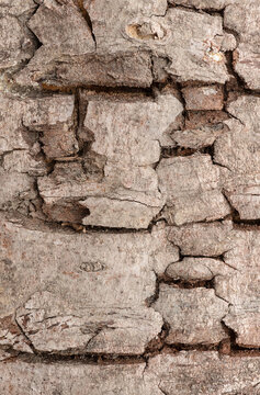 Background of weathered Bark Textures