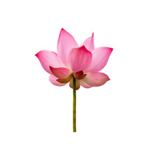 Lotus flower isolated on white background. Nature concept For advertising design and assembly. File contains with clipping path so easy to work.