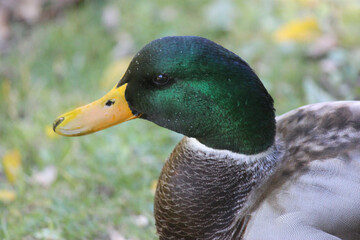 Mallard Duck on a fall day
