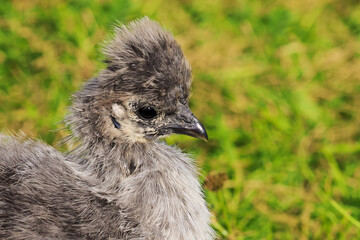 Portrait of silkie chick, chicken silk chinese. Silky chicken on a green lawn