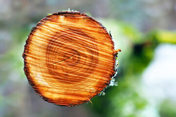 Round Wood cut. View of the cut of the tree, crack closeup, nature background