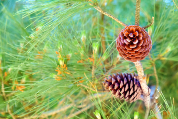 Siberian pine or Pinus sibirica cone and needle like leaves. Coniferous forest