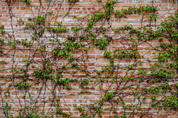   Autumn leaves (Parthenocíssus quinquefolia known as Virginia creeper, Victoria creeper, five-leaved ivy ) on the brick wall.       