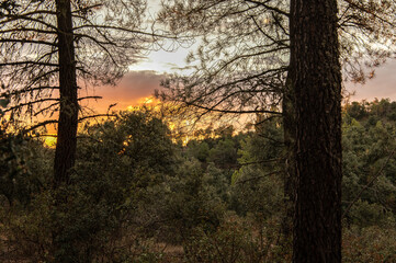 Pine forests of the province of Segovia at sunset (Spain)