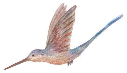 Watercolor bird, colorful tropical Hummingbird.