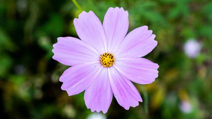 Fototapeta premium 코스모스