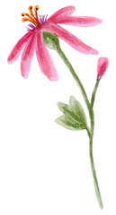 Watercolor flowers isolated on white background.