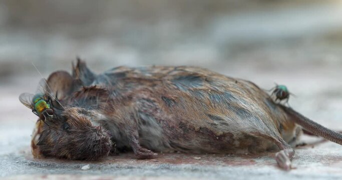 Dead mouse lies on the ground, flies and insects crawl on it. Cinema 4K 60fps video