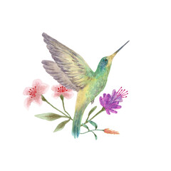 Watercolor bird, colorful tropical Hummingbird.