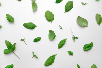 Fresh green basil set isolated on white background. Top view. Flat lay. Healthy food composition. Harvest concept