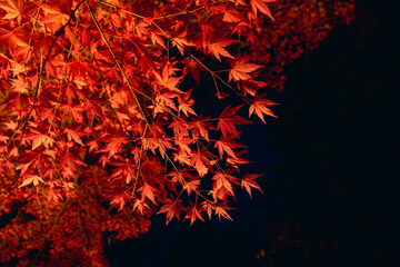 真っ赤な紅葉
