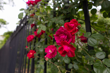 Fototapeta na wymiar Beautiful Red Roses on a Black Metal Fence during Spring in Greenwich Village of New York City