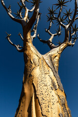 Close-up of a quiver tree in the quiver tree forest near Nieuwoudtville in South Africa with clear blue sky background