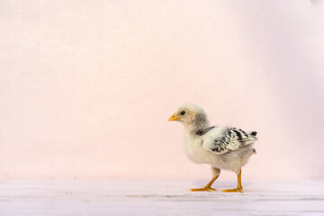 Close up full body baby isolated Hamburg Chick standing on pink pastel colour table and wall in at outdoor sunlight. It is recognised in Germany and Holland