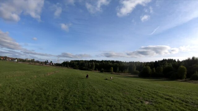 flying on an fpv drone behind a horse, a girl on a horse, in a green field, against the background of a forest, bushes, trees, blue sky, white clouds