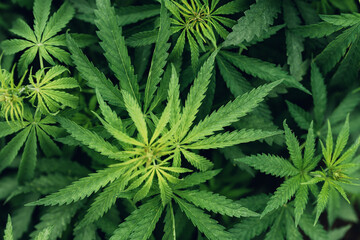 Cannabis Sativa leaves in crops plantation field