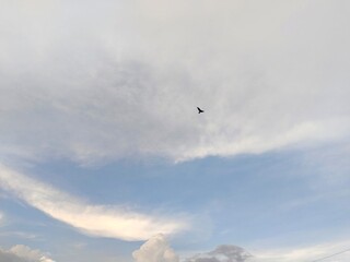 The bird is flying in the evening. The sky is blue.