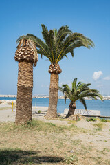 Palmen beim venezianischen Hafena n Rethymnon, Insel Kreta, Griechenland