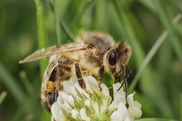 bee on a flower in the garden