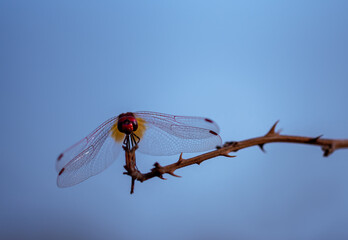 Libellula