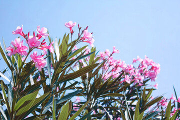 Oleanders, one of the most poisonous commonly grown garden plants