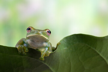 Malayan tree frog hanging on a leaf