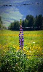 flourishing lupine growing at a fence with barbwire at an alp above Lienz, Austria