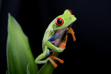 Red-eyed tree frog hanging on a tree